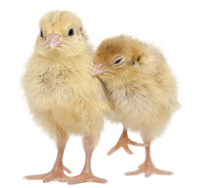 Two Japanese Quail, also known as Coturnix