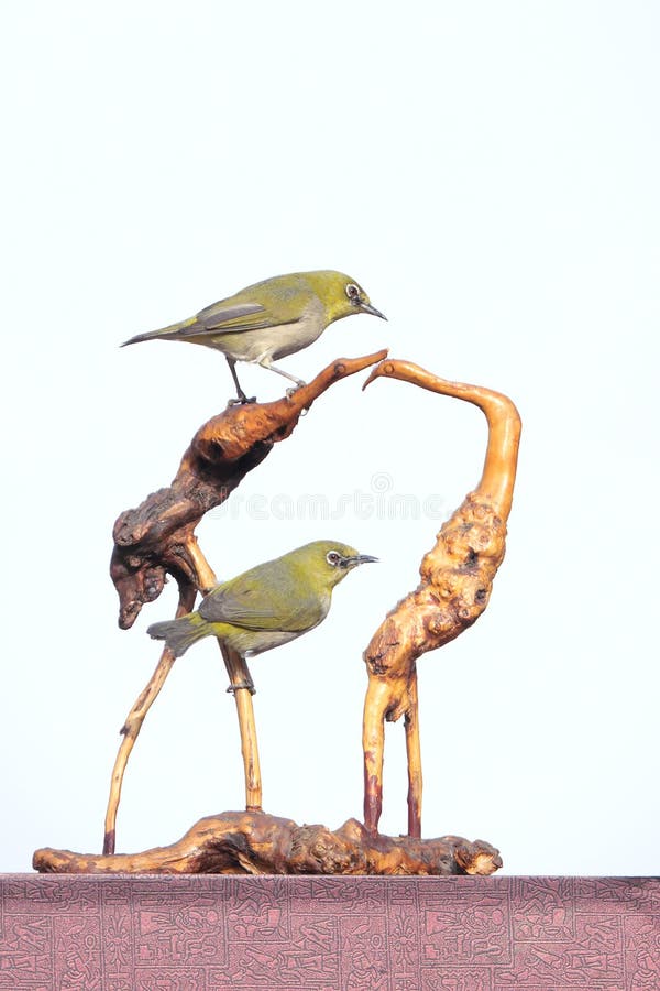 Japanese White-eye and tree-root carving. Two Japanese White-eye stand on tree-root carving. Scientific name: Zosterops japonicus royalty free stock photos Japanese White-eye and tree-root carving. Two Japanese White-eye stand on tree-root carving. Scientific name: Zosterops japonicus royalty free stock photos