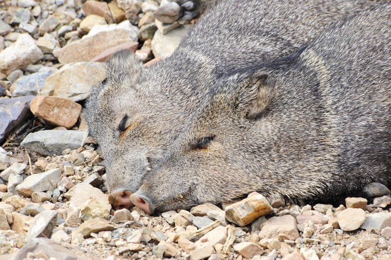 Two Javelinas stock image. Image of southwestern, peccary 13203849