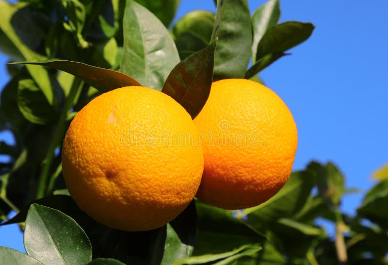 Two Juicy Mature Oranges on the Tree Ready To Be Collected Stock Photo