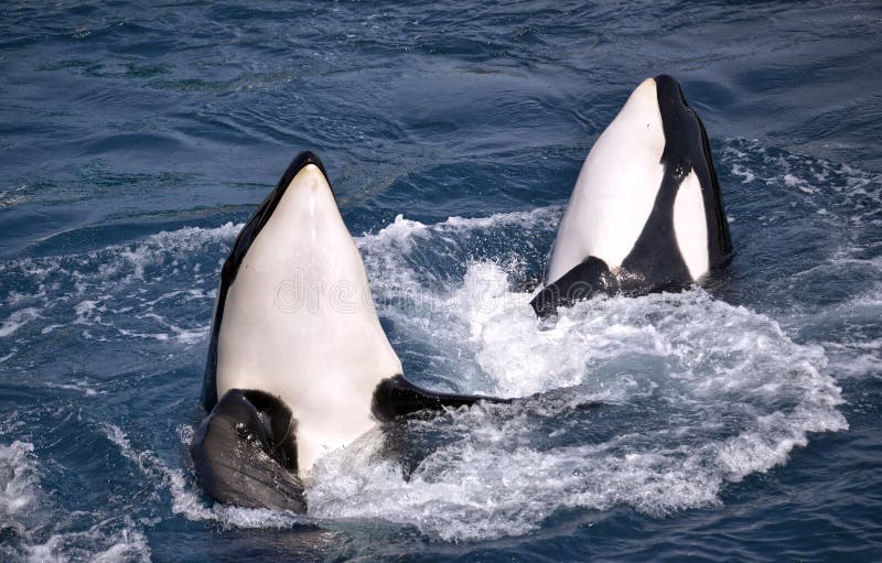 Two killer whales Orcinus orca in whirlpool blue water. Two killer whales Orcinus orca in whirlpool blue water