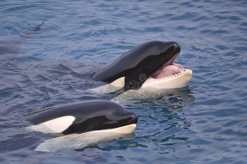 Closeup of two killer whales (Orcinus orca) opening mouth in blue water