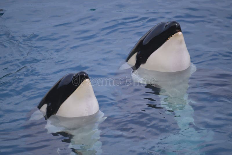 Two killer whales Orcinus orca in blue water