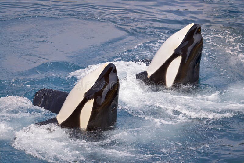 Two killer whales Orcinus orca in whirlpool water
