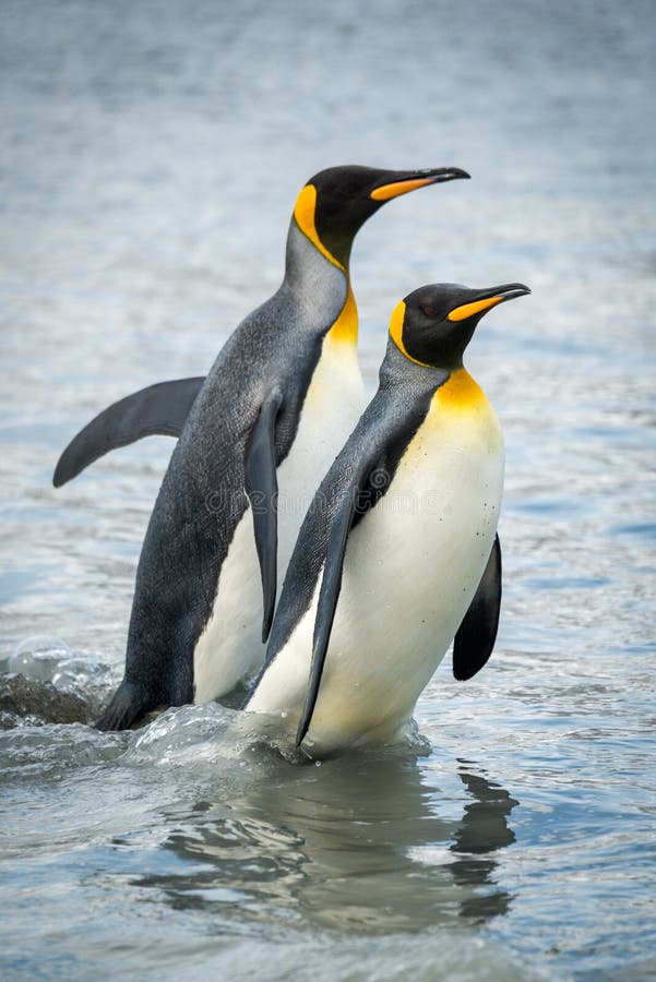Two king penguins wading through shallow water