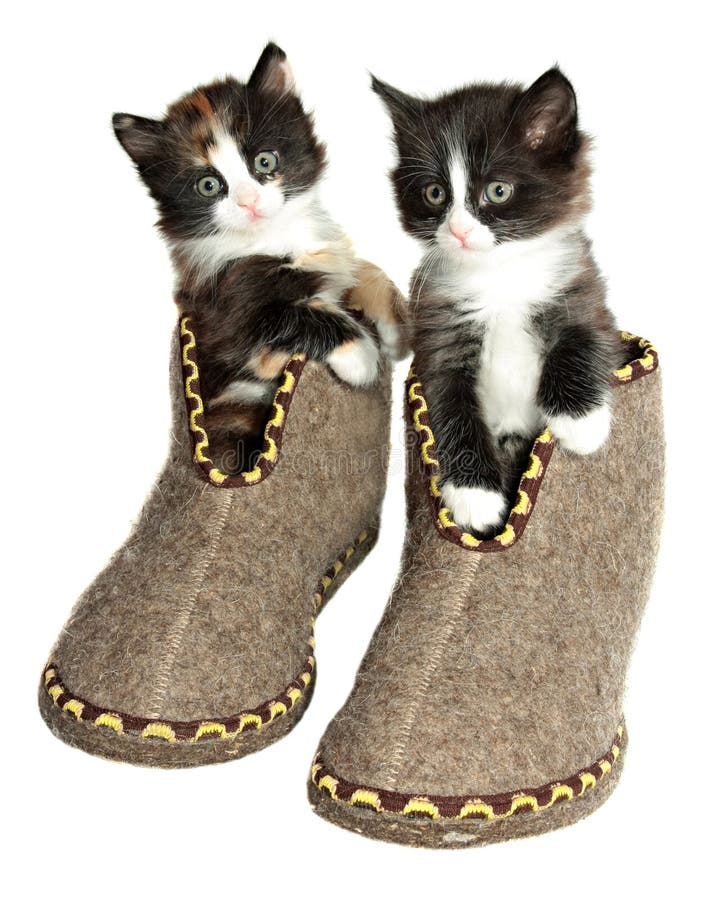 Two kittens isolated on a white background