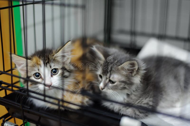 Two kittens in a cage in an animal shelter stock photography