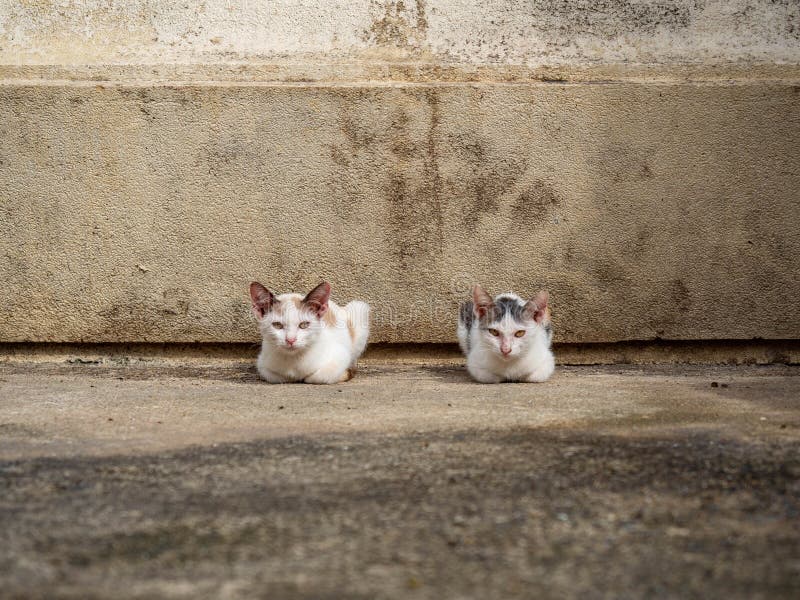 Two kittens is colors white sitting at Wat kaew Bangkok Thailand,Cat look me stock photos Two kittens is colors white sitting at Wat kaew Bangkok Thailand,Cat look me stock photos