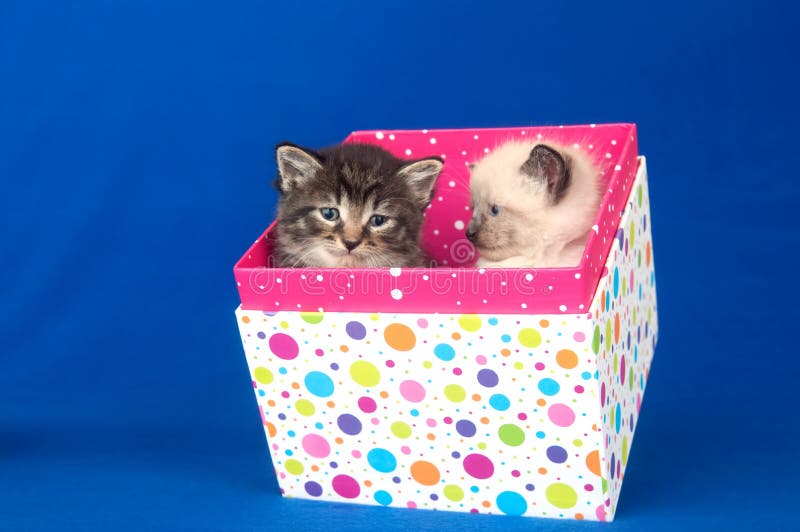 Two kittens in gift box stock photo. Image of present 14843370