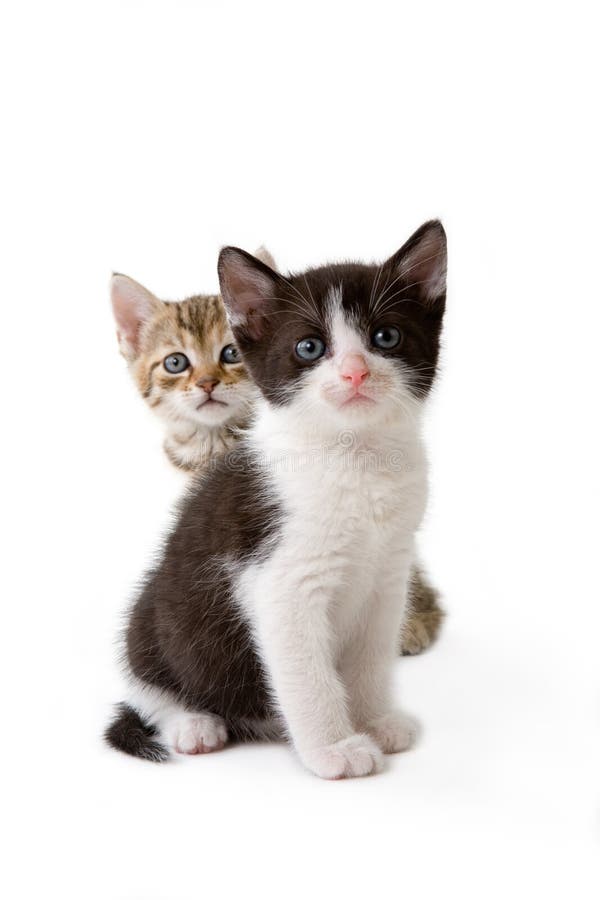 Two kittens lying down