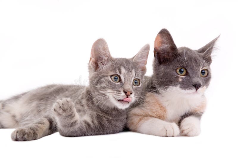 Two kittens lying down