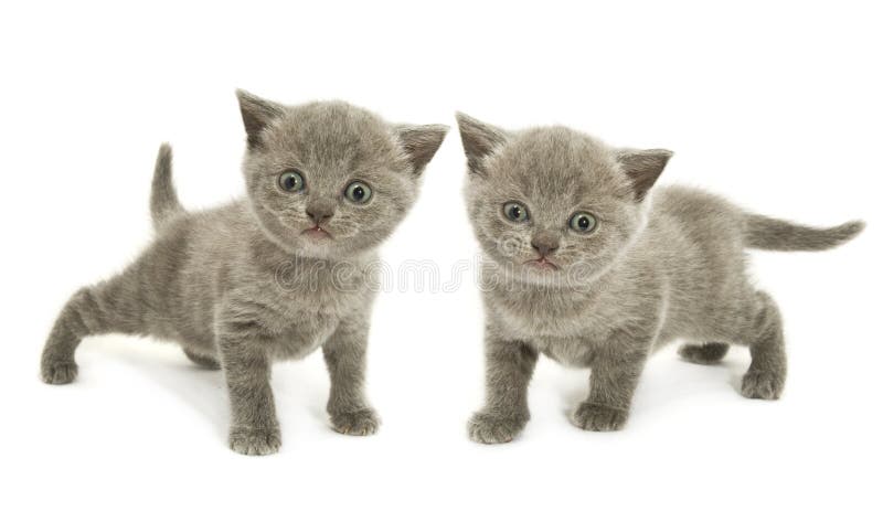 Two kittens over white