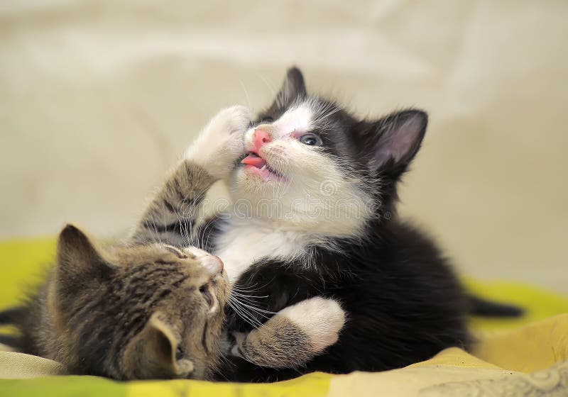 Two kittens playing stock image. Image of curious, domesticated 40588953