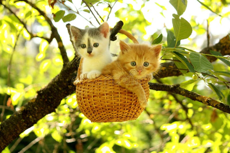 kitten tree