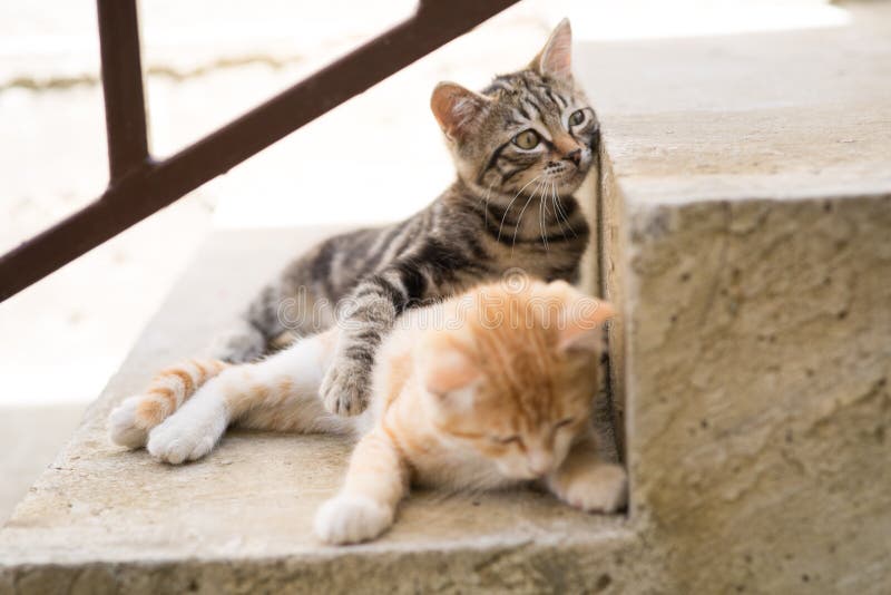 Two Kittens on Stairs at Home Stock Image Image of funny, cute 120995715