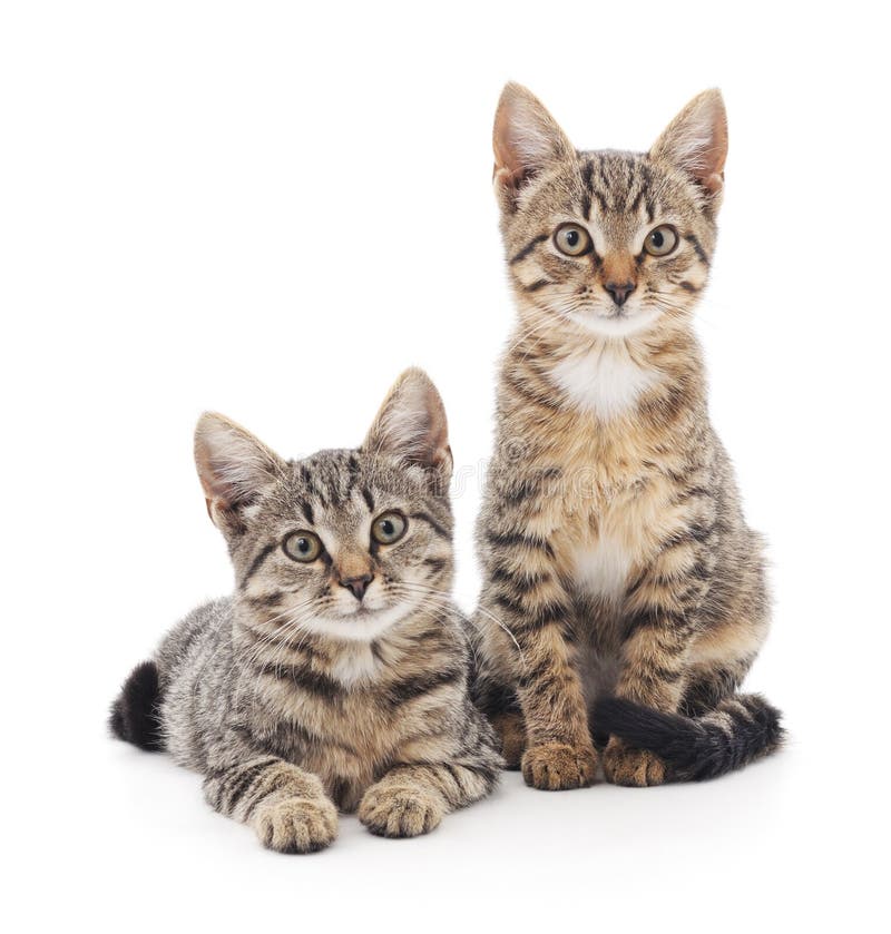 https://thumbs.dreamstime.com/b/two-kittens-white-background-59302343.jpg