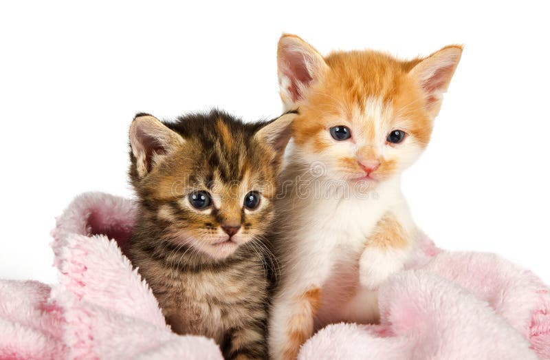 Two Kittens Wrapped in a Pink Blanket Stock Photo Image of looking