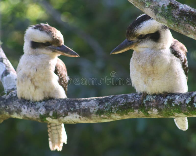 Kookaburras perched on a branch