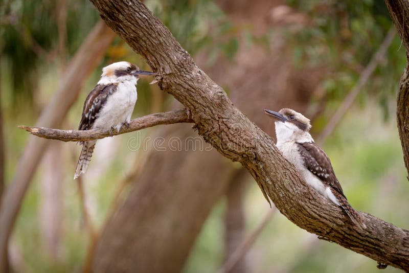 Two kookaburras