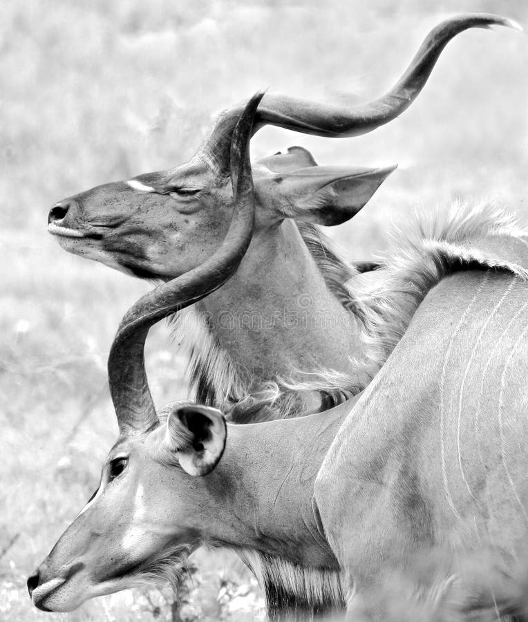 Two kudu bulls