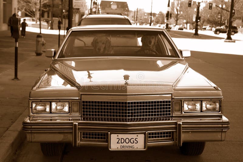 Two Labrador dogs driving stock image. Image of cute, drive 7134327