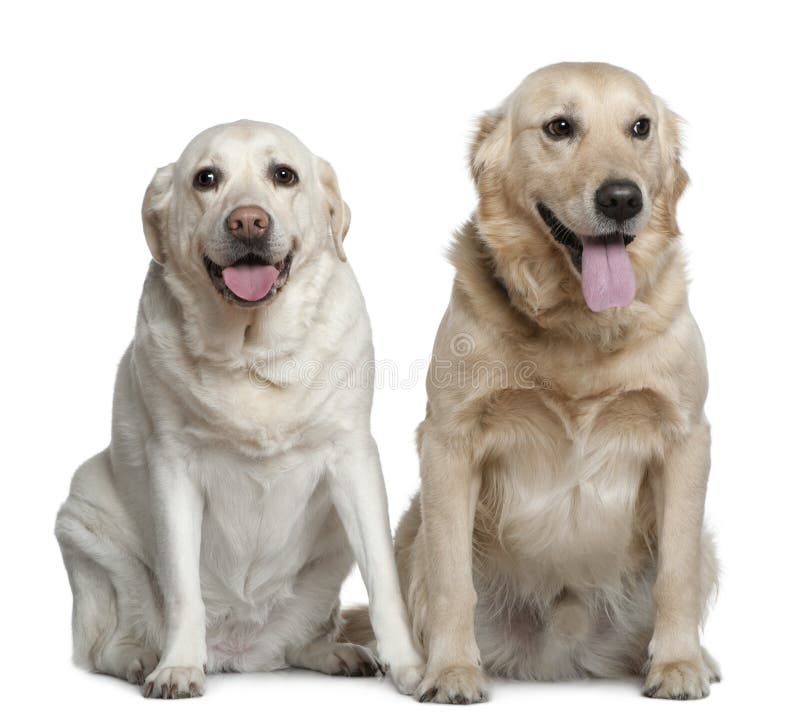 Two Labrador retrievers, 4 years old, sitting