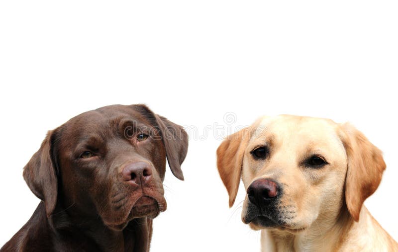 Two labradors royalty free stock images Two labradors royalty free stock images
