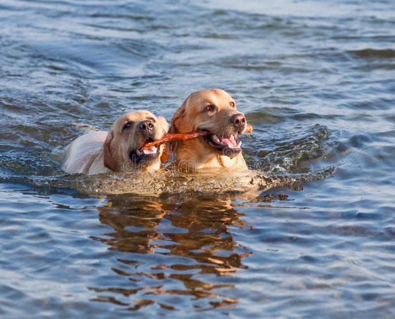 Two Labradors at sea stock image. Image of fair, friendship 17559997