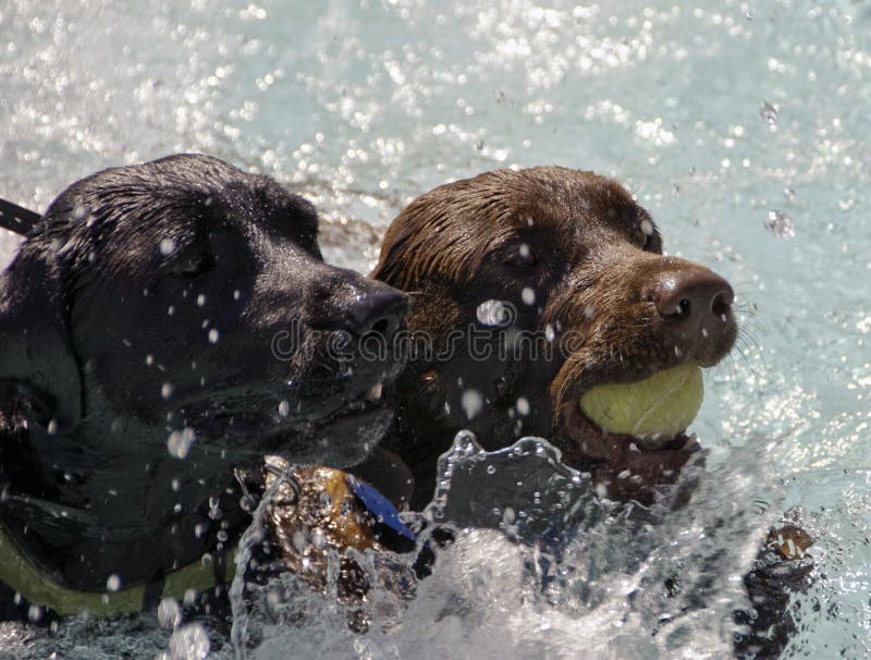 Two Labradors With Tennis Ball in Water