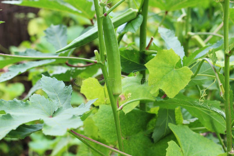Two ladies finger or okra tree and many many leaves and the background blur stock images