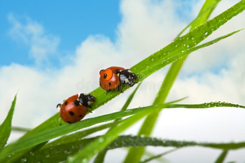 Two ladybird