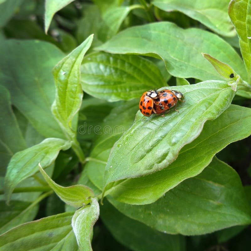 Due coccinelle sono di accoppiamento sul verde brillante foglia in primavera.