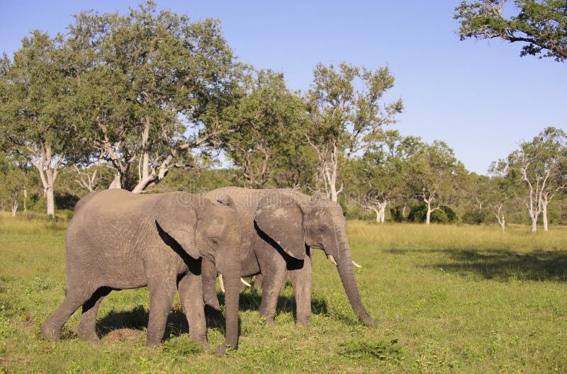 Two large elephants