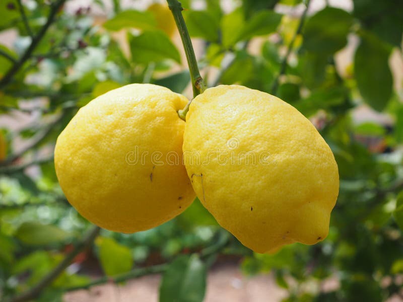 Two large lemons on a tree