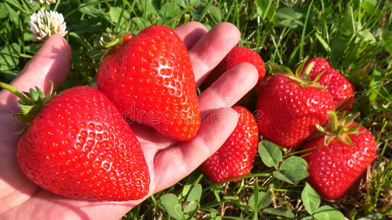 The large strawberries on a female palm on a blurred background of a group of other strawberries and grass