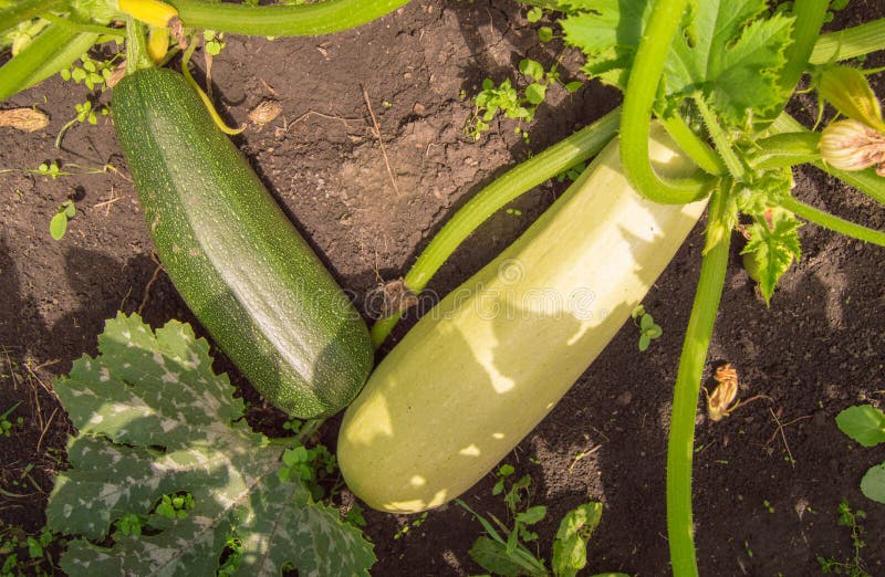 Two Large Zucchini on a Bush in the Garden, Dark Green and Light Green