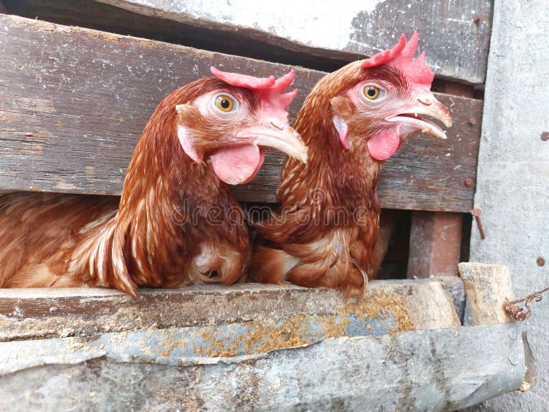 Two Laying Hens in a Coop during the Day. Stock Photo Image of wing