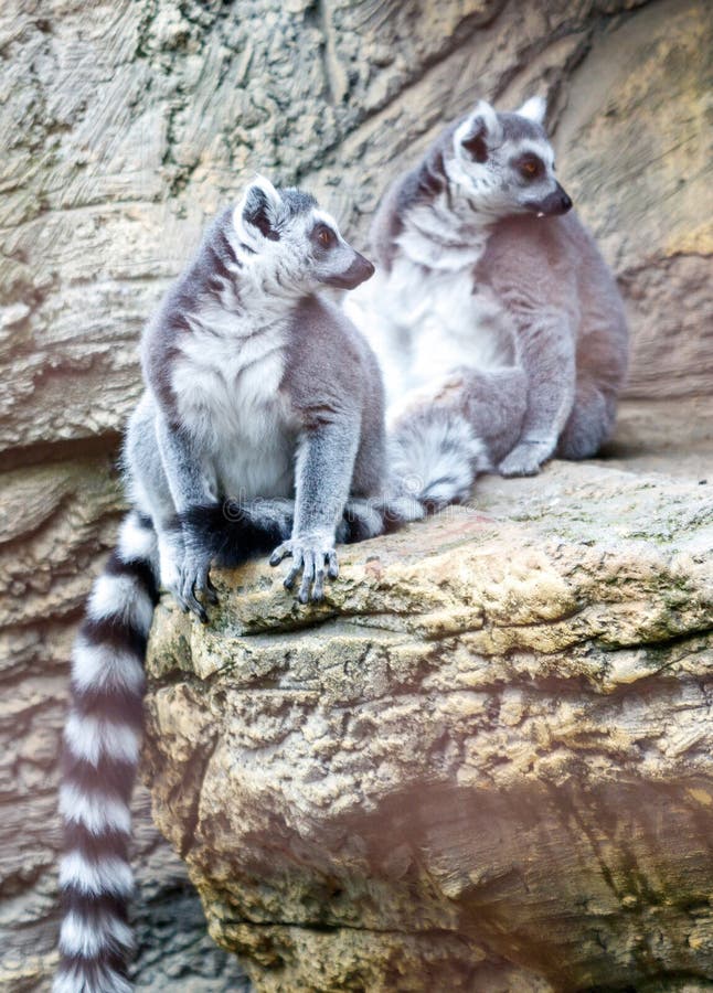 Two lemurs are sitting on a rock stock images