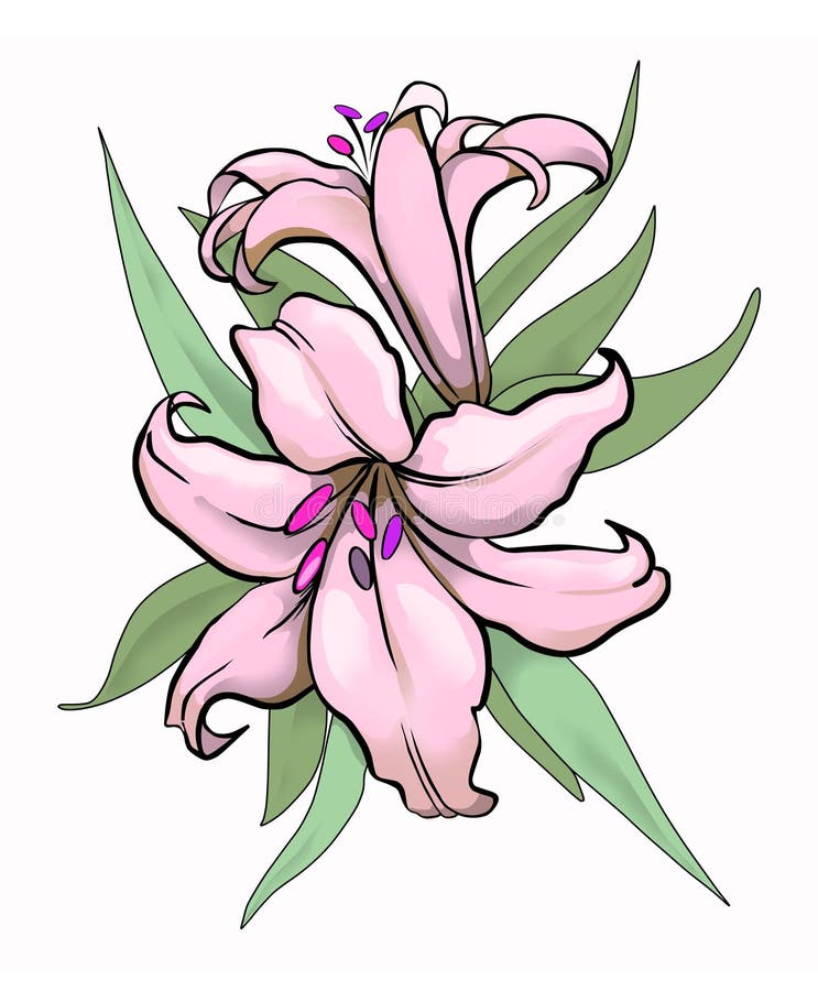 Two lilies illustration vector illustration