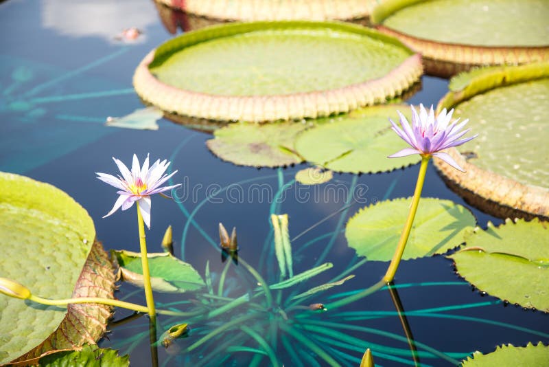 Two Lillies and Lilly Pads