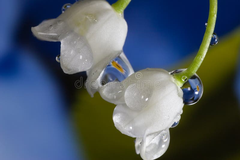 Two lily-of-the-valley macro