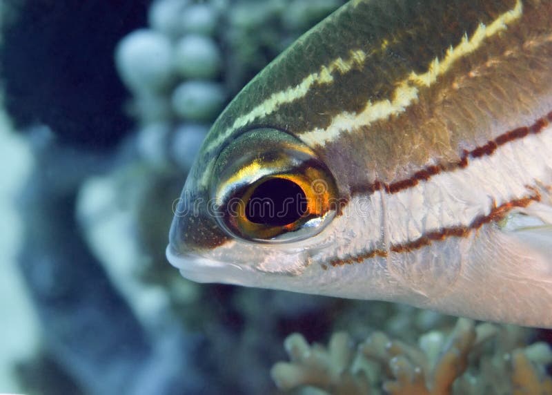 Twoline Threadfin Bream Near Coralreef. Philippines Stock Image