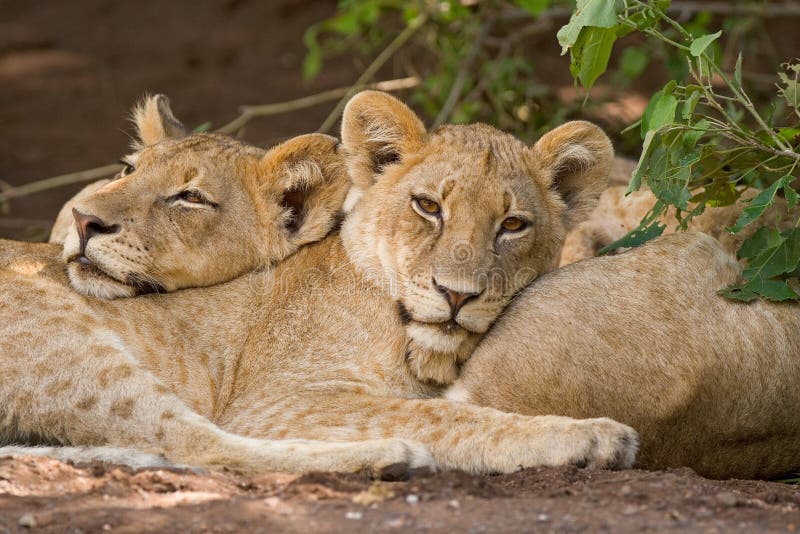 Two lion cubs stock photos