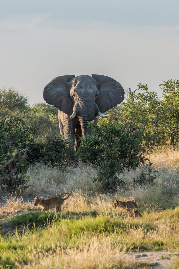 Two Lion Cubs Running Away from Elephant Stock Photo Image of african