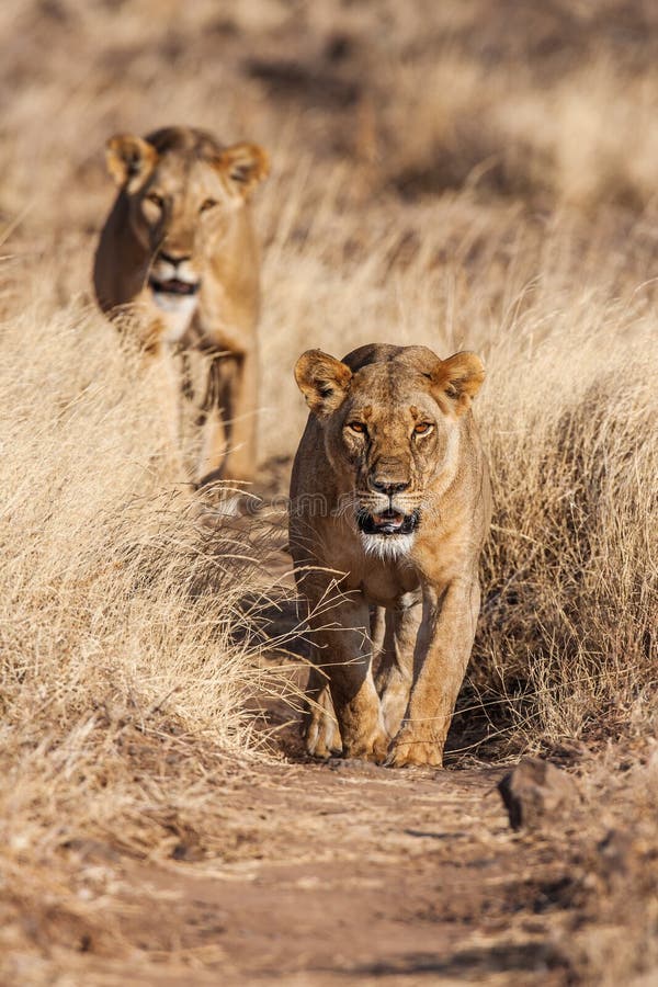 Two Lionesses Approach, Walking Straight Towards The Camera Stock Photo