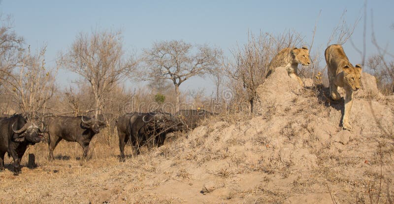 Two lionesses running away from a herd of angry buffalo.