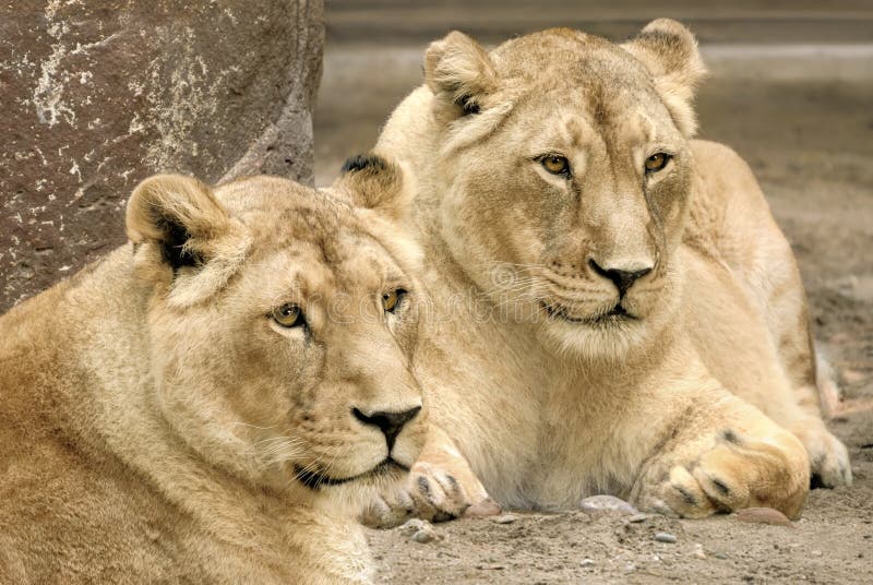 Two lions, both in sharp focus stock photography