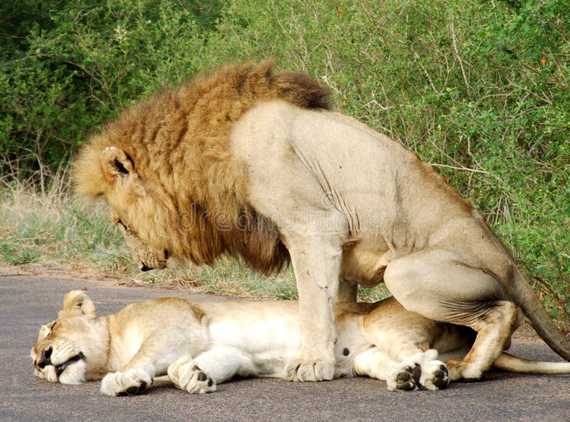 Two lions mating in Africa stock photo. Image of animal - 1795624 Two lions mating in Africa stock photo. Image of animal - 1795624