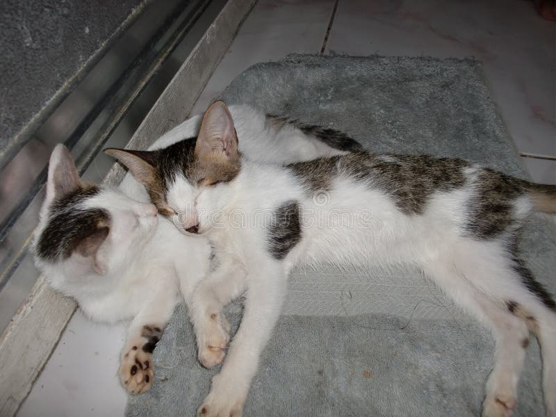 Two Little Cats are Cuddle Each Other 6.1.2009 Stock Photo Image of alive, lovely 225946408