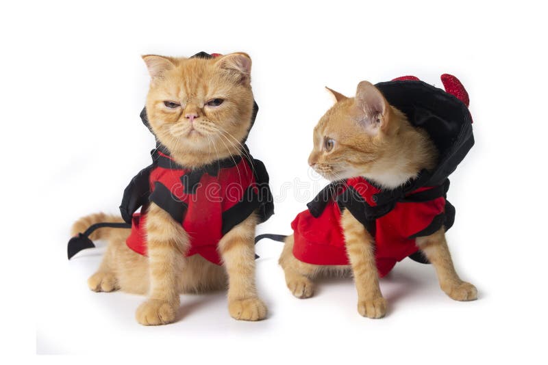 321 Cat Devil Costume Stock Photos Free & RoyaltyFree Stock Photos